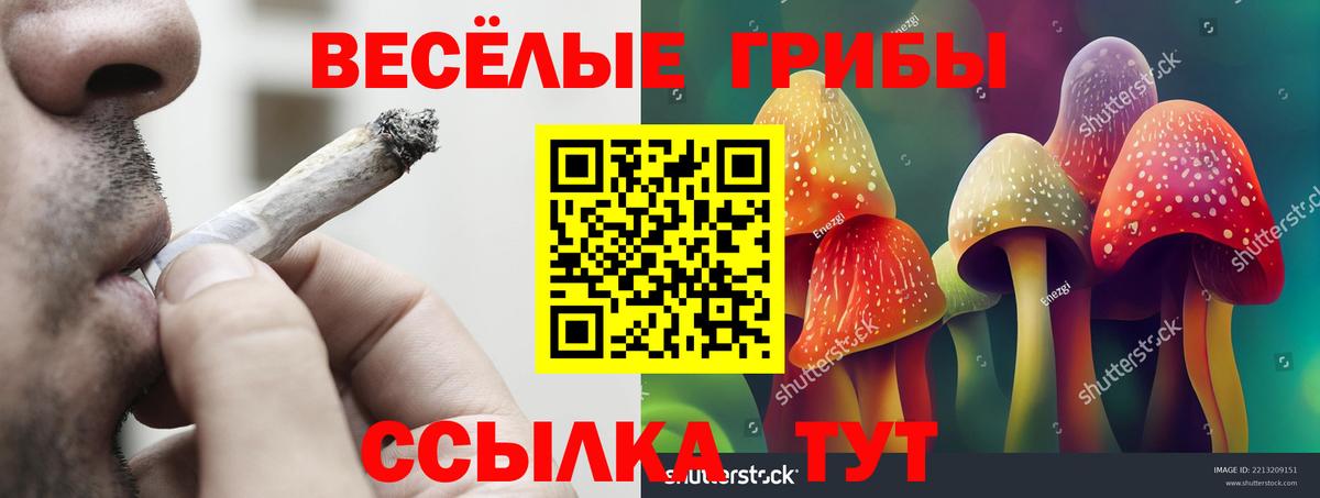 Галлюциногенные грибы Psilocybe  Курчатов 