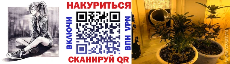 Бошки марихуана план  где продают наркотики  Курчатов 